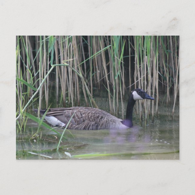 Canada Goose Wildlife Nature Photo Postcard (Front)