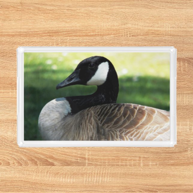 Canada Goose Wildlife Photo Acrylic Tray (In Situ Front)