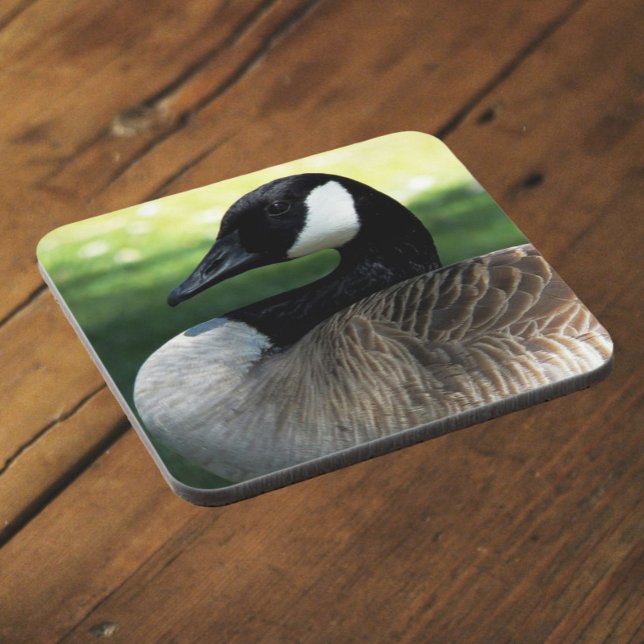 Canada Goose Wildlife Photo Beverage Coaster (In Situ Angled)