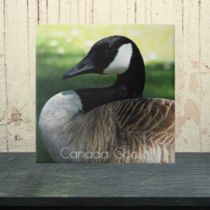 Canada Goose Wildlife Photo Ceramic Tile