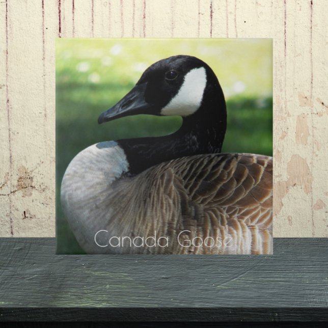 Canada Goose Wildlife Photo Ceramic Tile (In Situ)