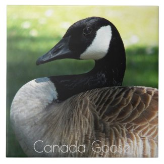 Canada Goose Wildlife Photo Ceramic Tile