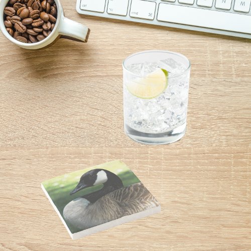 Canada Goose Wildlife Photo Stone Coaster