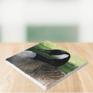 Canada Goose Wildlife Photo Trivet