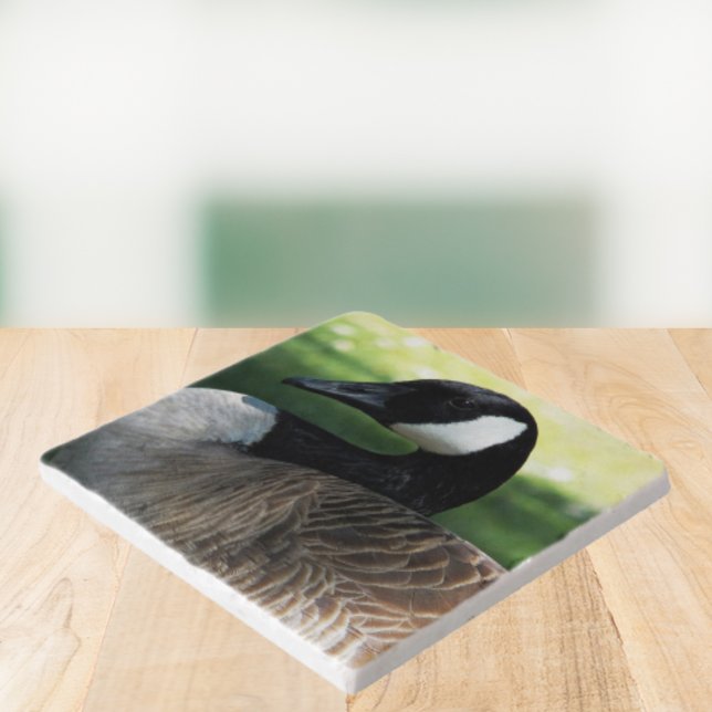 Canada Goose Wildlife Photo Trivet (In Situ Angled)