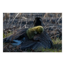 Canada goose with gosling Poster Print