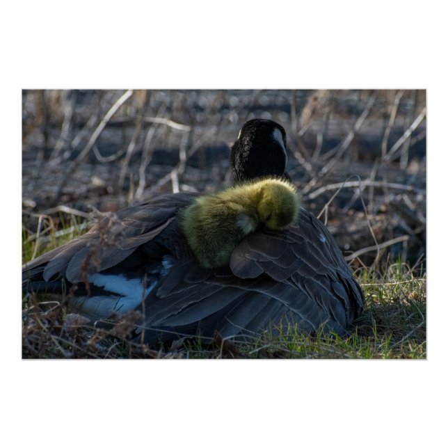 Canada goose with gosling Poster Print (Front)