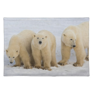 Canada, Hudson Bay. Polar bear mother with two Placemat