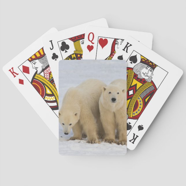Canada, Hudson Bay. Polar bear mother with two Poker Cards (Back)