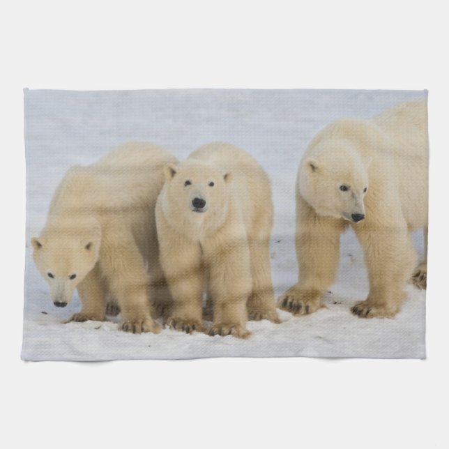 Canada, Hudson Bay. Polar bear mother with two Towel (Horizontal)