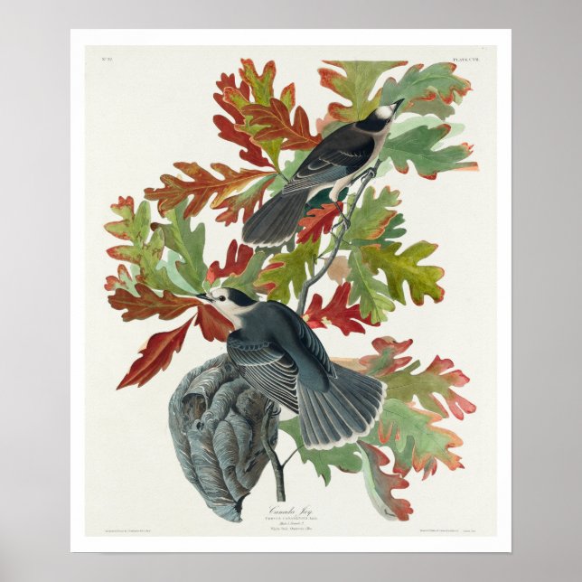Canada Jay by Audubon Poster (Front)