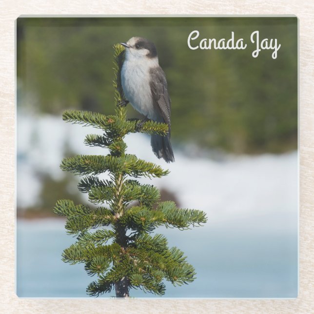 Canada jay glass coaster (Front)