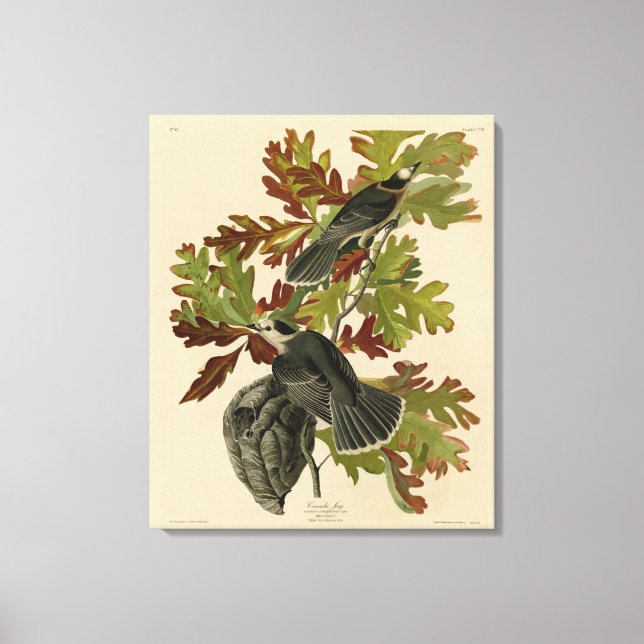Canada Jay (Gray Jay) - Audubon's Birds of America Canvas Print (Front)
