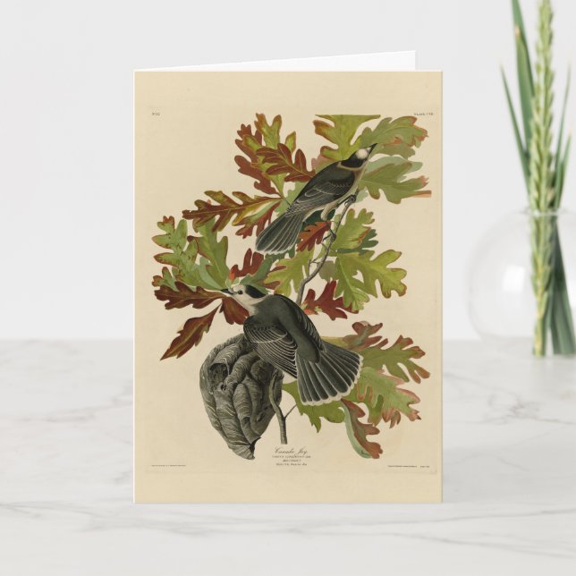 Canada Jay (Gray Jay) - Audubon's Birds of America Card (Front)