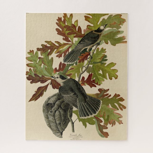 Canada Jay (Gray Jay) - Audubon's Birds of America Jigsaw Puzzle (Vertical)