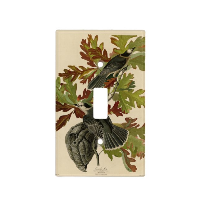 Canada Jay (Gray Jay) - Audubon's Birds of America Light Switch Cover (Front)