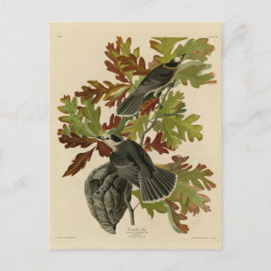 Canada Jay (Gray Jay) - Audubon's Birds of America Postcard
