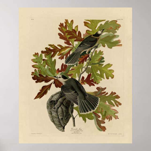 Canada Jay (Gray Jay) - Audubon's Birds of America Poster (Front)