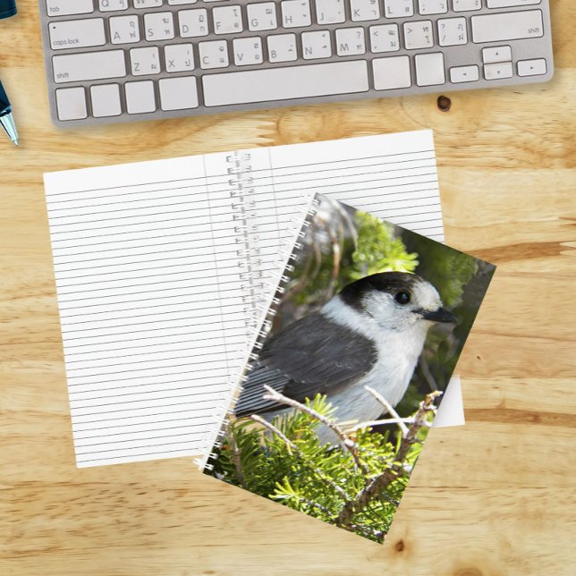 Canada Jay Nature Photo Notebook (In Situ)