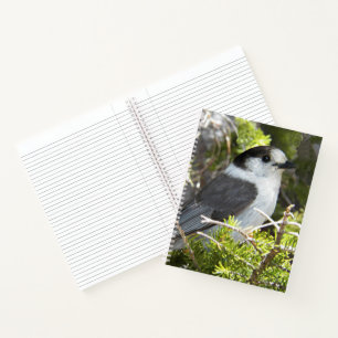 Canada Jay Nature Photo Notebook