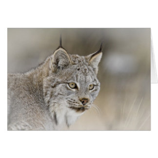 Canada Lynx Cards