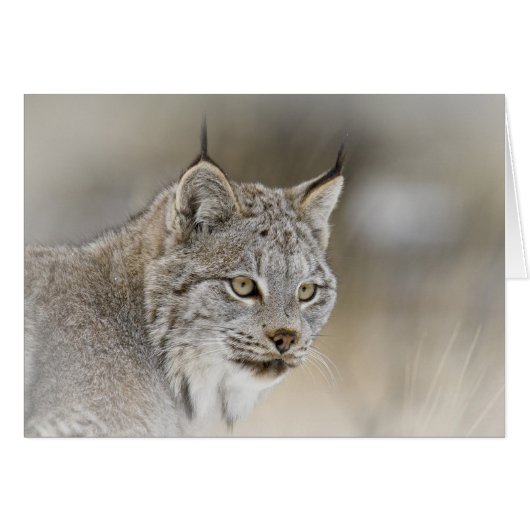 Canada Lynx Cards (Front Horizontal)