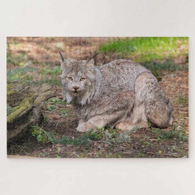 Canada Lynx Challenging Nature Lover Jigsaw Puzzle (Horizontal)
