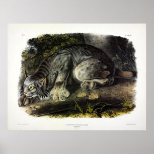 Canada Lynx (Lynx Canadensis) (Canadian Lynx) Poster