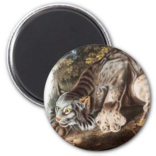 Canada Lynx Lynx Canadensis Illustration Magnet