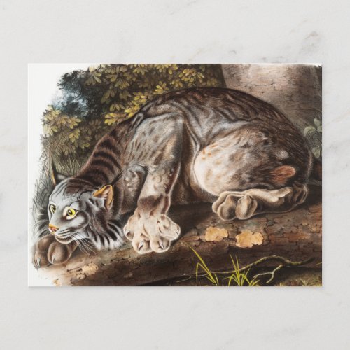 Canada Lynx Lynx Canadensis Illustration Postcard