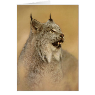 Canada Lynx (Lynx canadensis) - Wild Cats Cards