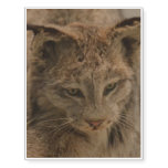 Canada Lynx Temporary Tattoos