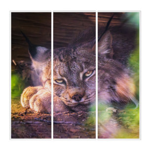 Canada Lynx Wildlife Portrait Triptych Wall Art