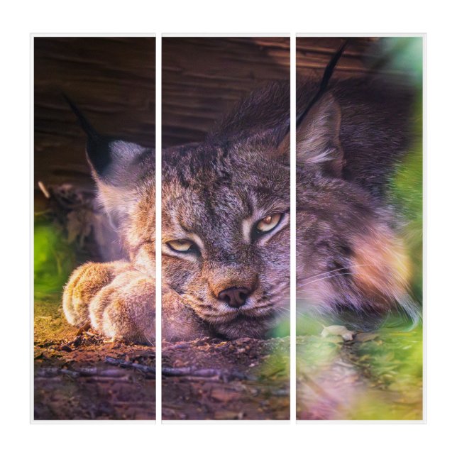 Canada Lynx Wildlife Portrait Triptych Wall Art (Front)