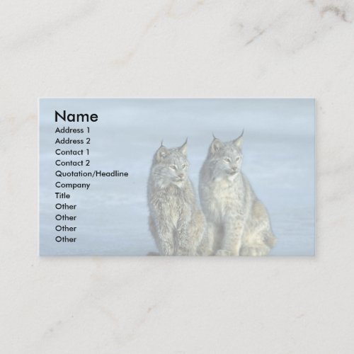 Canada lynx, winter, pair by icy stream business card templates