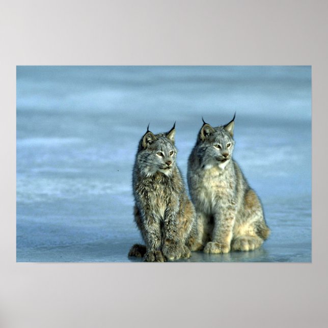 Canada lynx, winter, pair by icy stream poster (Front)
