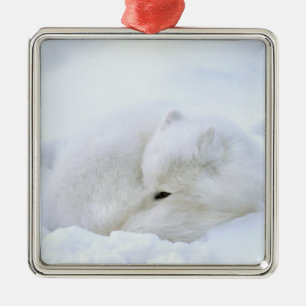 Canada, Manitoba, Churchill. Arctic Fox Metal Ornament
