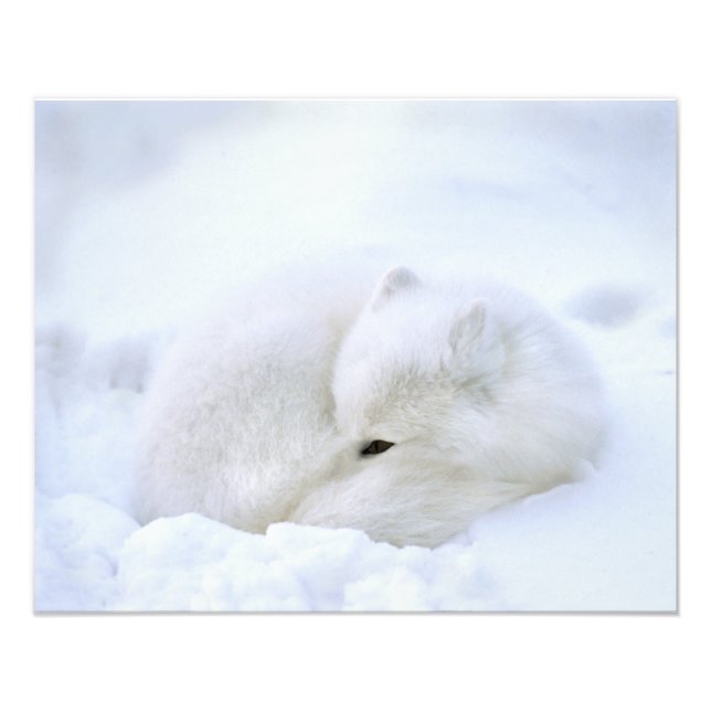 Canada, Manitoba, Churchill. Arctic Fox Photo Print (Front)