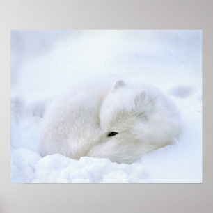 Canada, Manitoba, Churchill. Arctic Fox Poster