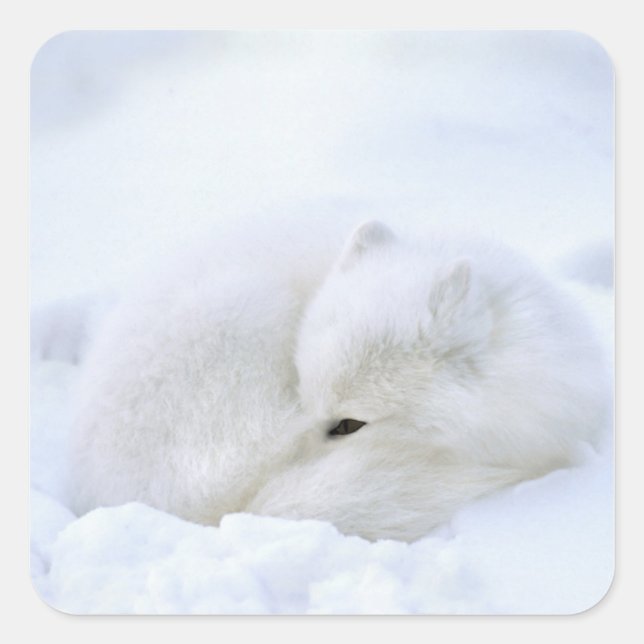 Canada, Manitoba, Churchill. Arctic Fox Square Sticker (Front)