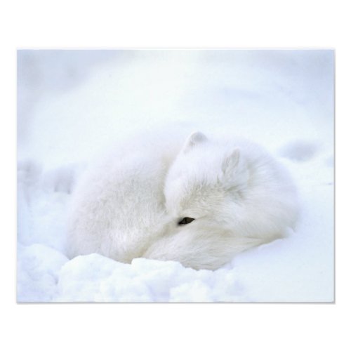 Canada Manitoba Churchill Artic fox with Photo Print