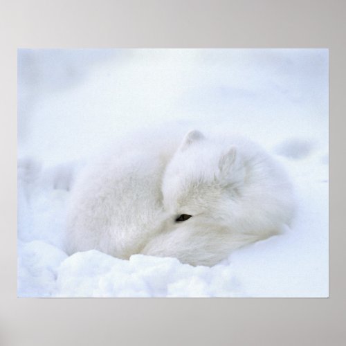 Canada Manitoba Churchill Artic fox with Poster