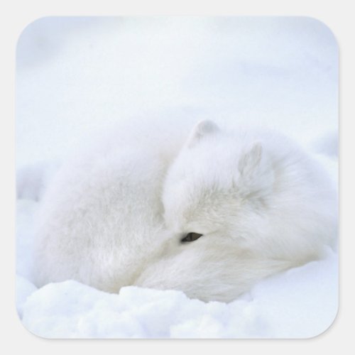 Canada Manitoba Churchill Artic fox with Square Sticker