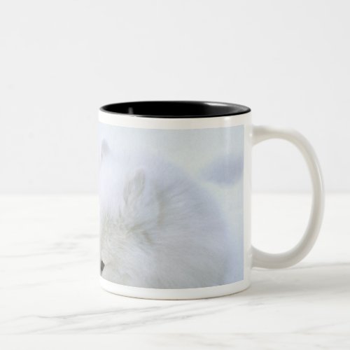 Canada Manitoba Churchill Artic fox with Two_Tone Coffee Mug
