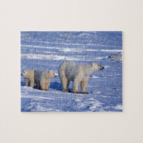 Canada Manitoba Churchill Polar bear mother Jigsaw Puzzle