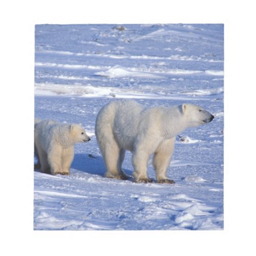 Canada Manitoba Churchill Polar bear mother Notepad