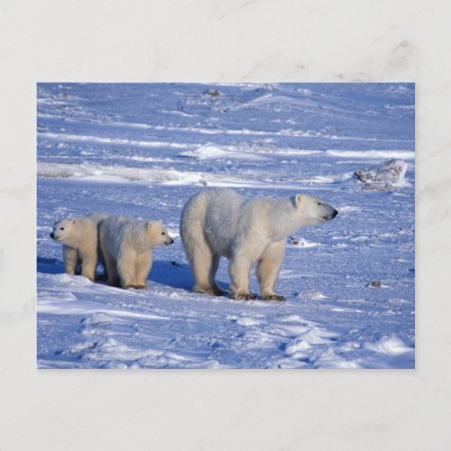 Canada Manitoba Churchill Polar bear mother Postcard