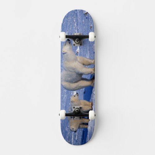 Canada Manitoba Churchill Polar bear mother Skateboard Deck