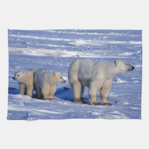 Canada Manitoba Churchill Polar bear mother Towel