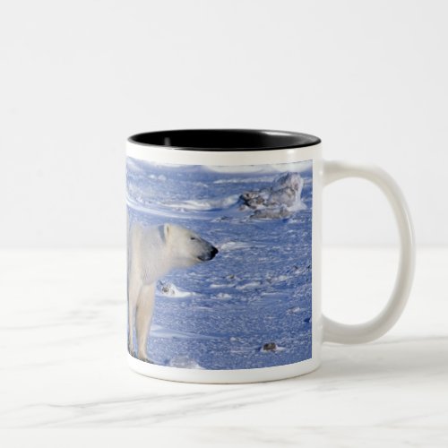 Canada Manitoba Churchill Polar bear mother Two_Tone Coffee Mug